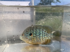 Lepomis peltastes