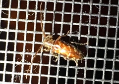 Eupogonius tomentosus