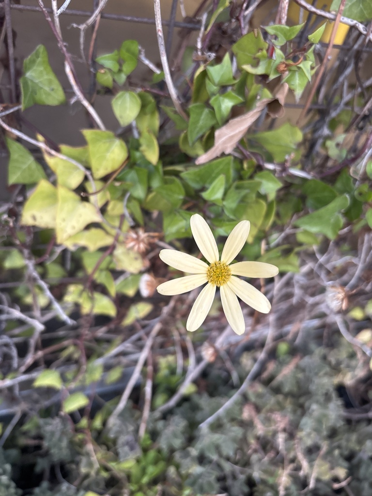 Foto de Jiboia falsa