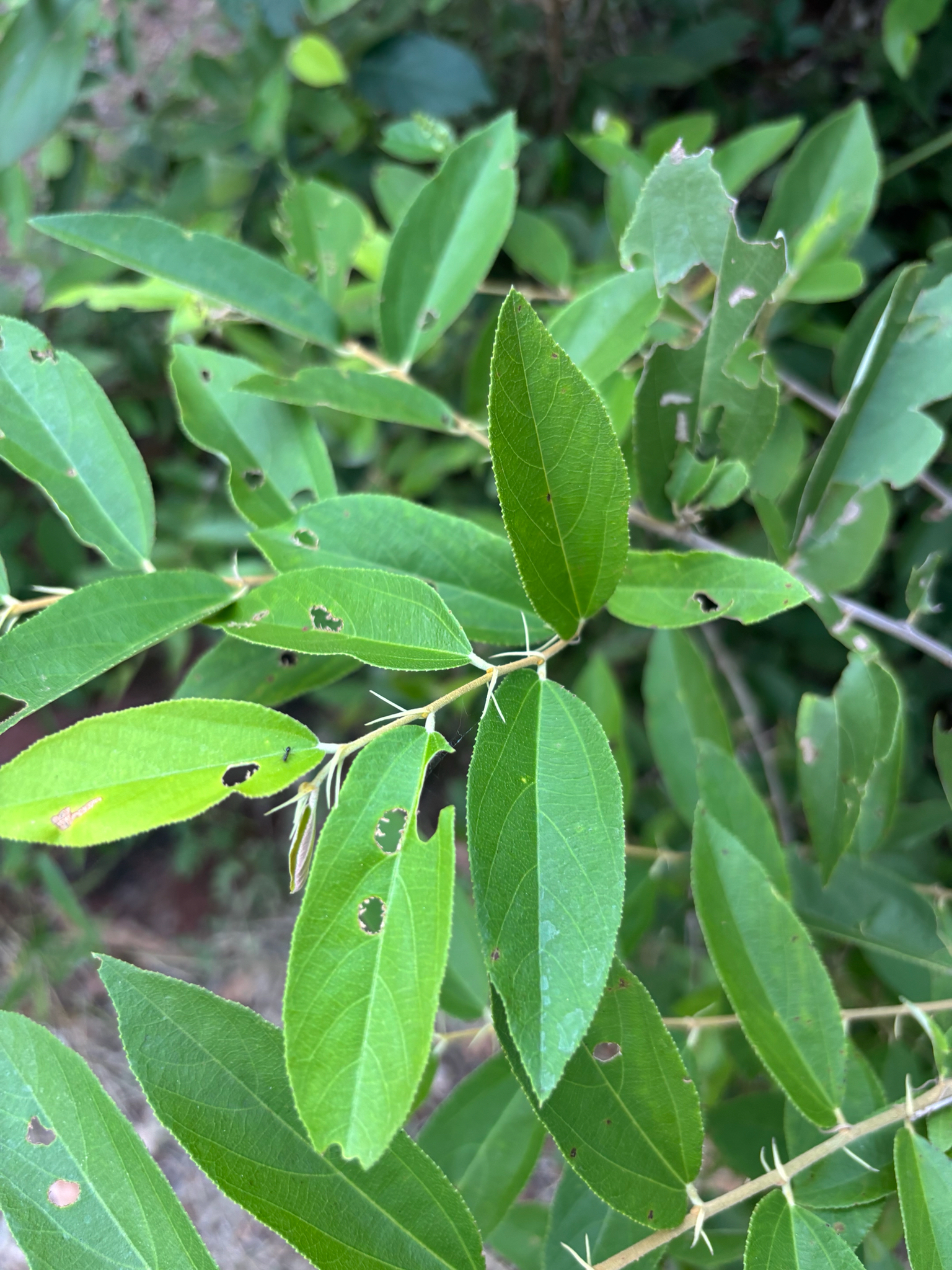 Imagem de Pau-de-tucano