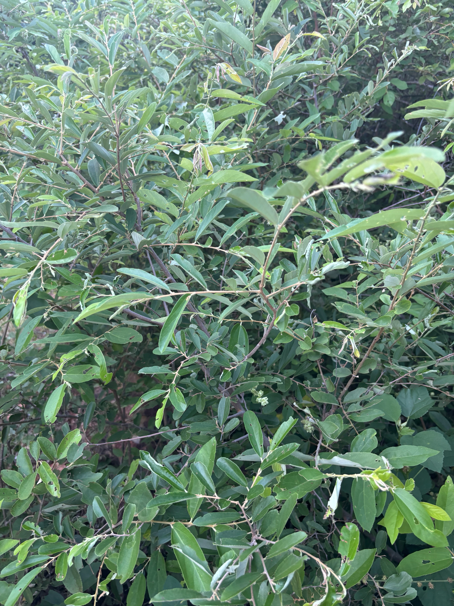 Imagem de Pau-de-tucano