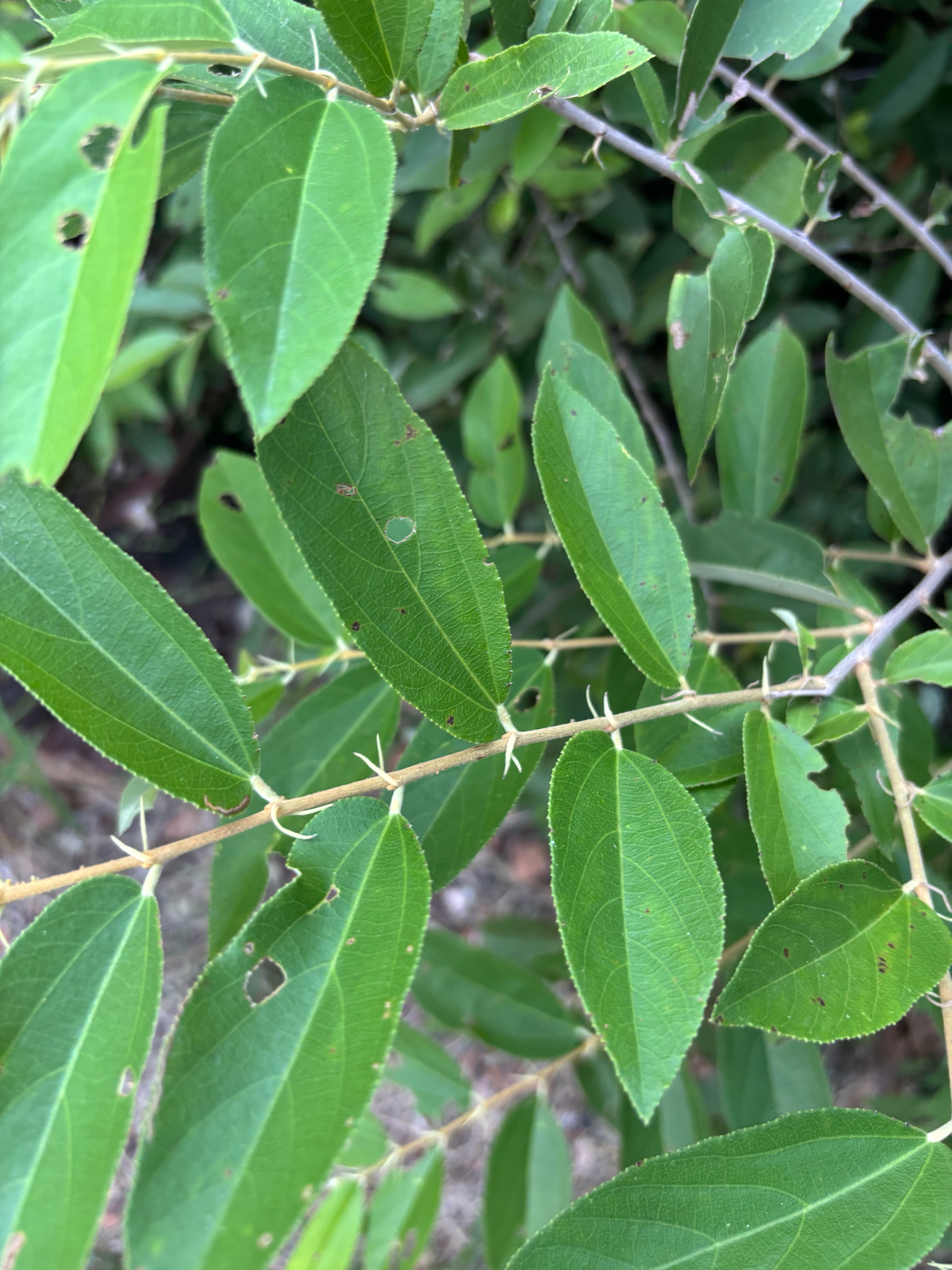 Imagem de Pau-de-tucano