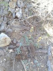 Lupinus angustiflorus