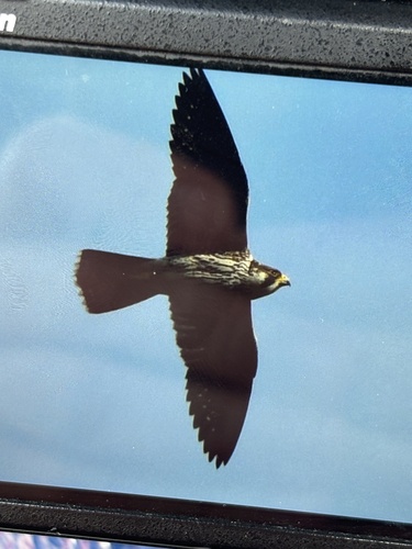 Avistamiento Halcón peregrino