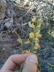 Lupinus angustiflorus