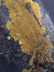 Phlebiodontia subochracea