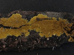 Phlebiodontia subochracea