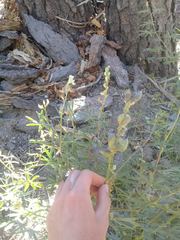 Lupinus angustiflorus