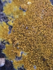 Phlebiodontia subochracea
