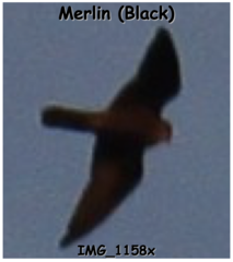 Falco columbarius suckleyi