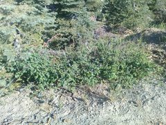 Ceanothus integerrimus macrothyrsus