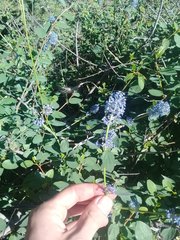 Ceanothus integerrimus macrothyrsus