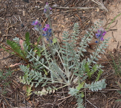 Oxytropis lambertii