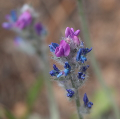 Oxytropis lambertii