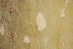 Platanus × hispanica