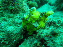 Antennarius maculatus