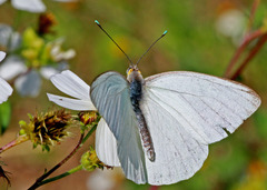 Ascia monuste phileta