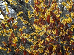 Cornus mas