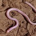 Florida Worm Lizard - Photo (c) Mary Keim, some rights reserved (CC BY-NC-SA)