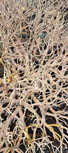 Image of Euphorbia balsamifera by no rights reserved