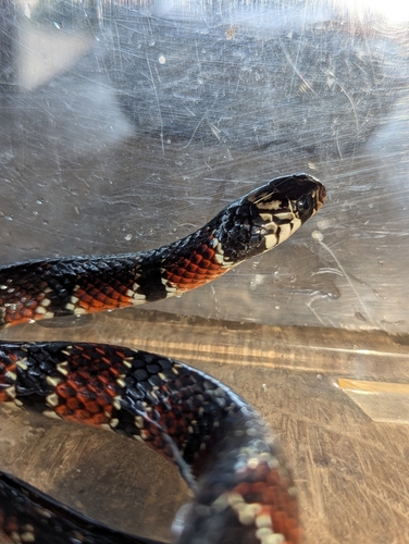 Günther's False Coral Snake