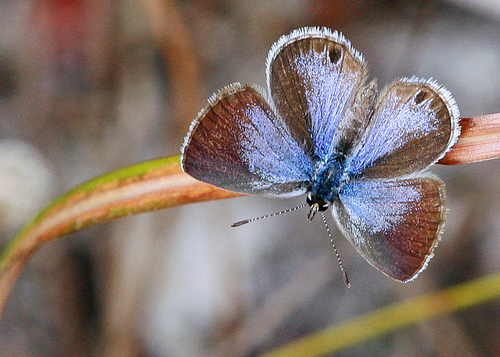 Ceraunus Blue, photo 5 of 10