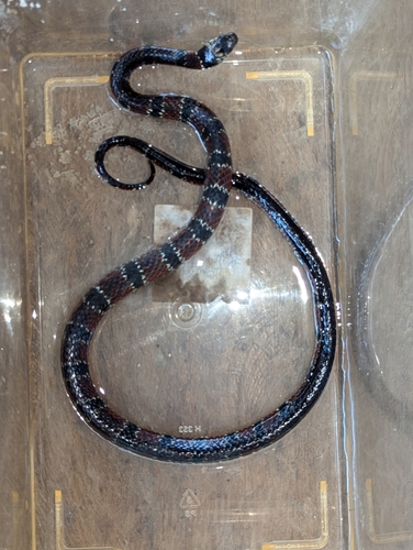 Günther's False Coral Snake