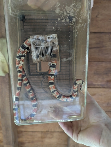 Günther's False Coral Snake