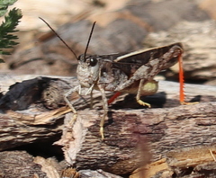 Cratypedes neglectus