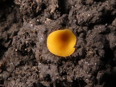 Cheilymenia vitellina
