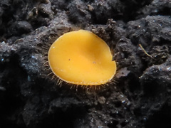 Cheilymenia vitellina