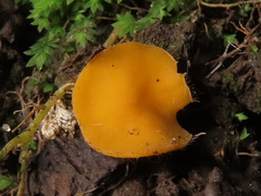 Cheilymenia vitellina