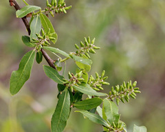 Salix caroliniana