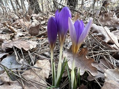 Crocus dalmaticus, photograph author not stated, no rights reserved