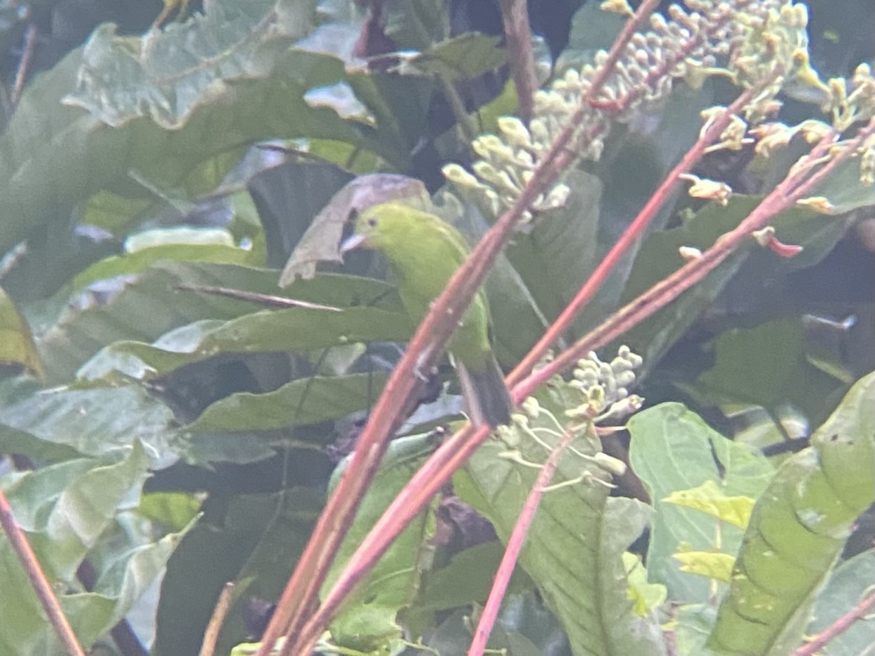 Lesser Green Leafbird (Chloropsis cyanopogon), photo 6
