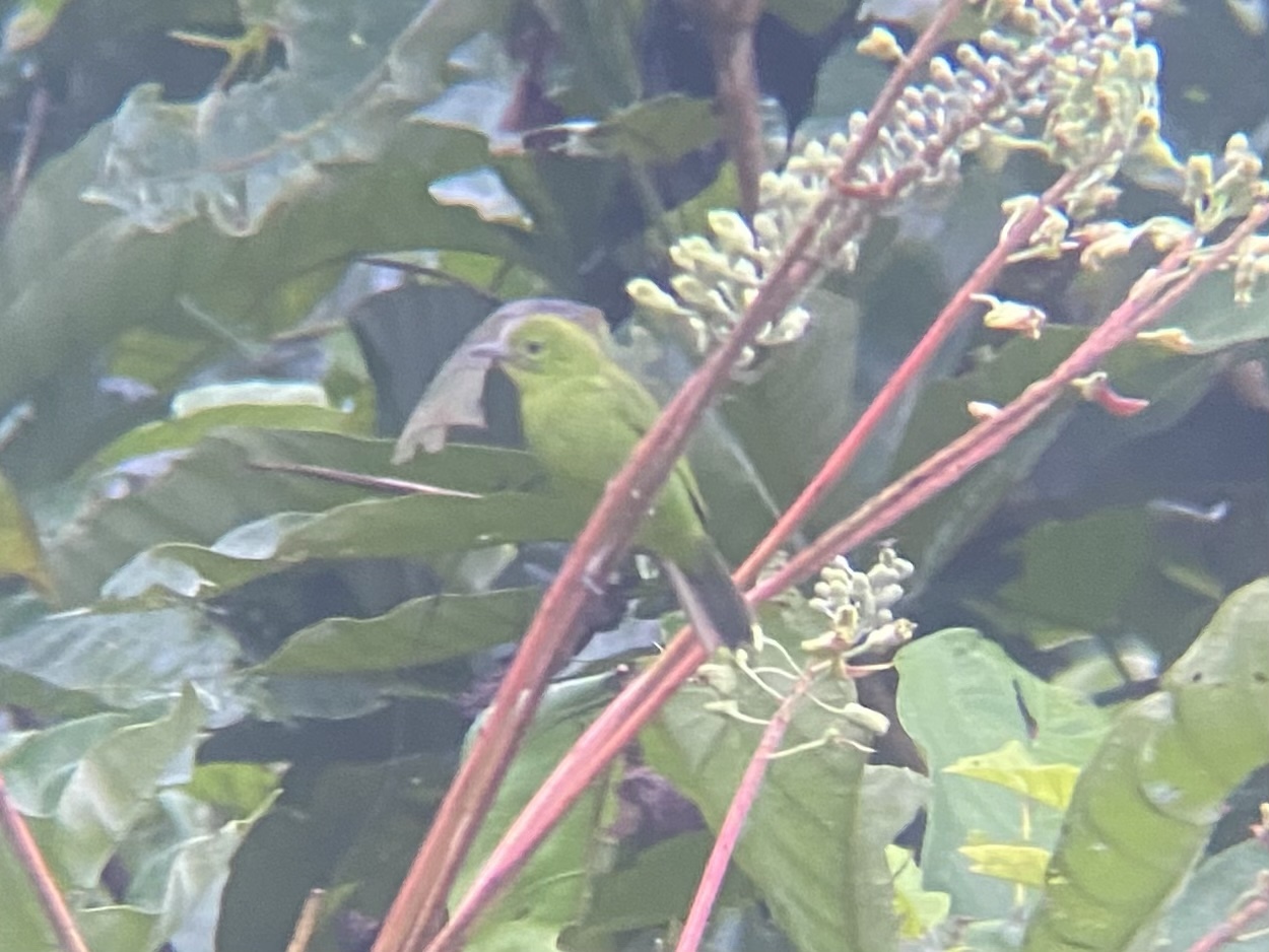 Lesser Green Leafbird (Chloropsis cyanopogon), photo 5