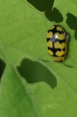 Alagoasa jacobiana