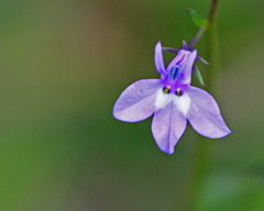 Lobelia feayana