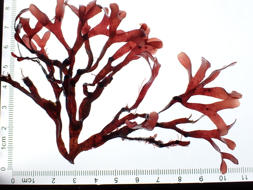 Gymnogongrus crenulatus, 2025-02-27