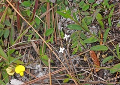 Crotalaria rotundifolia