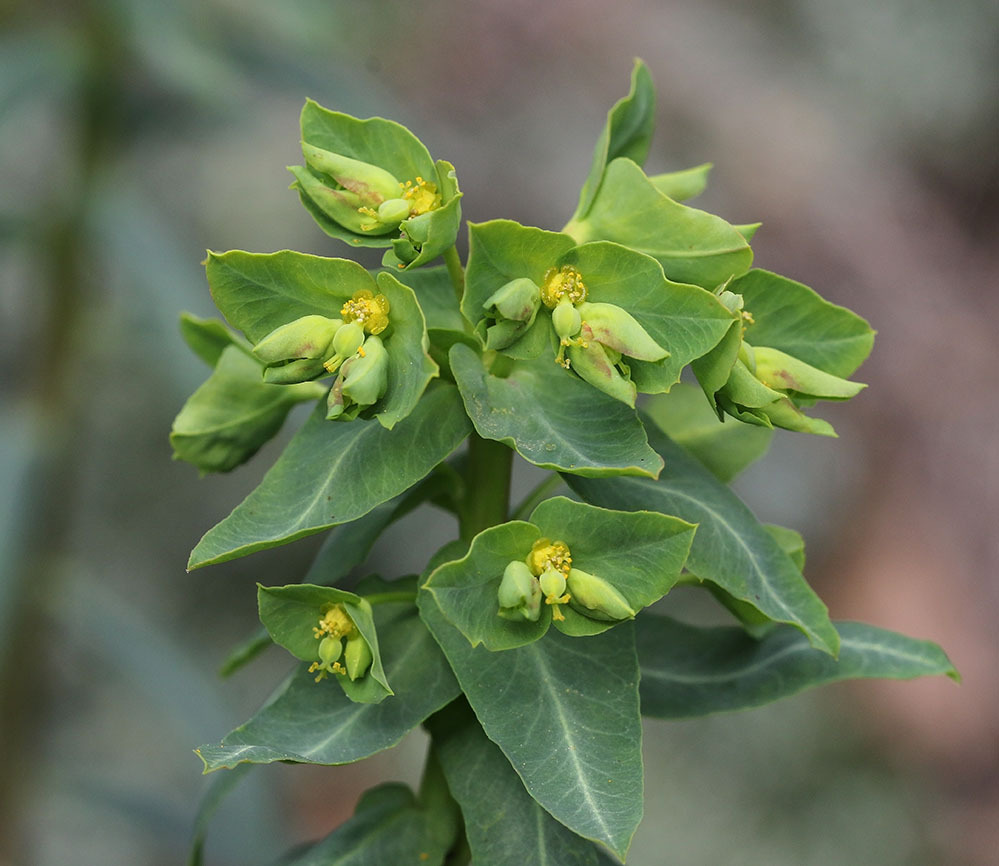 Euphorbia lagascae