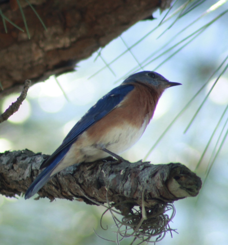 Eastern Bluebird