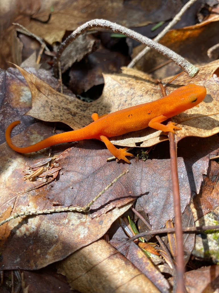 Red-spotted Newt