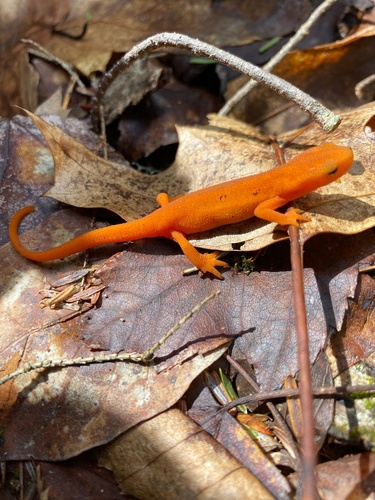 Red-spotted Newt