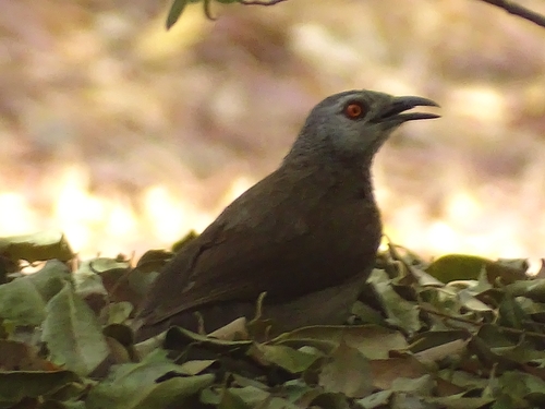 Brown Babbler