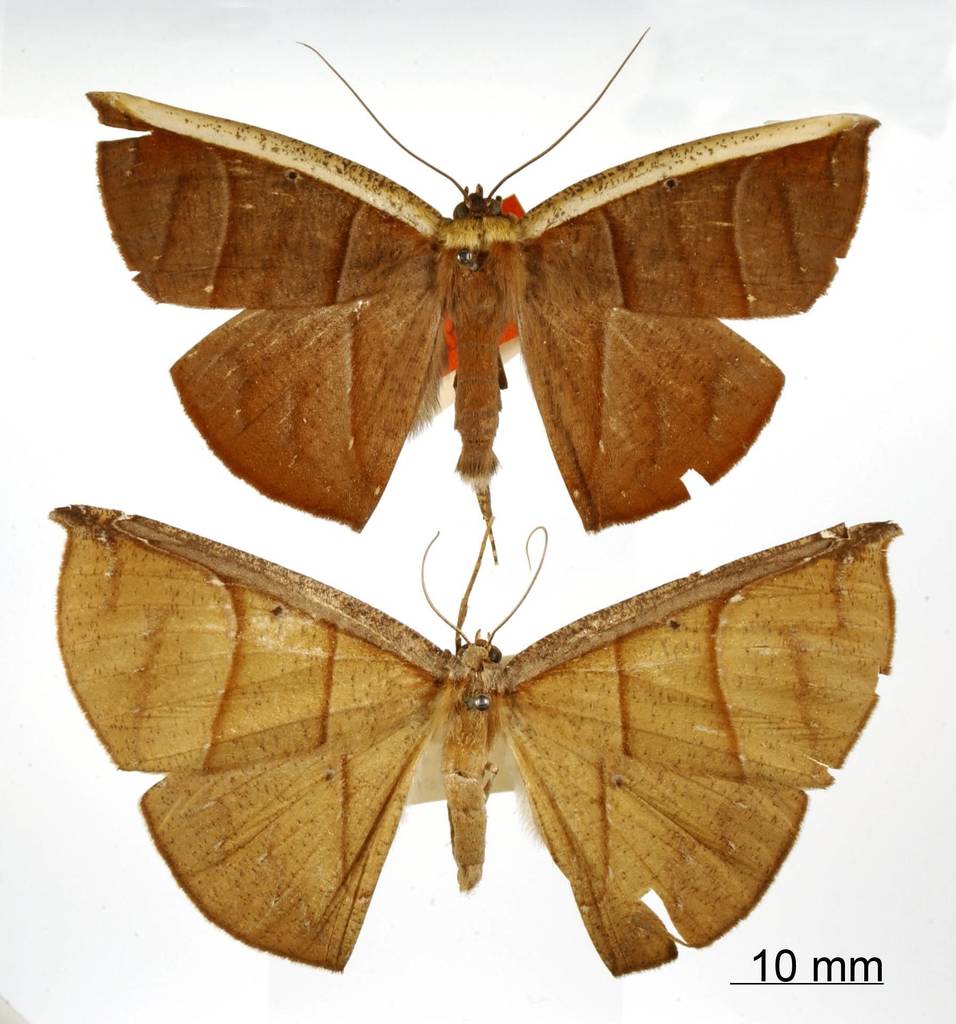 Cimicodes purpurea