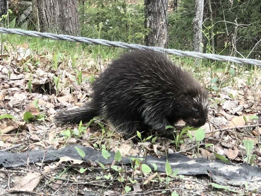 North American Porcupine