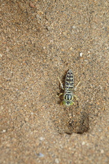 Stictia
