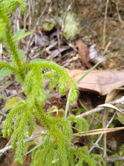 Lycopodiales