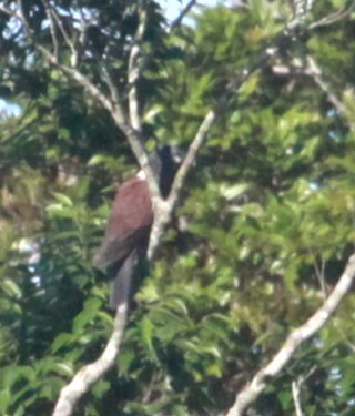 Eastern Bronze-naped Pigeon (Columba delegorguei), photo 5
